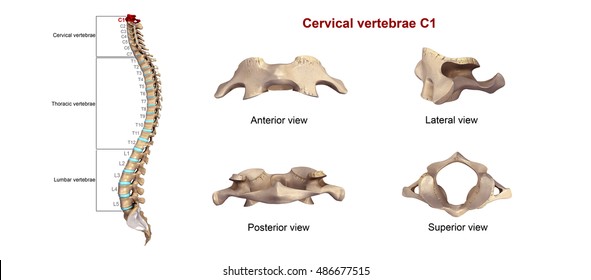 Cervical vertebrae c1 Images, Stock Photos & Vectors | Shutterstock