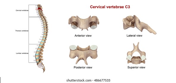 Cervical vertebrae C3 3d illustration