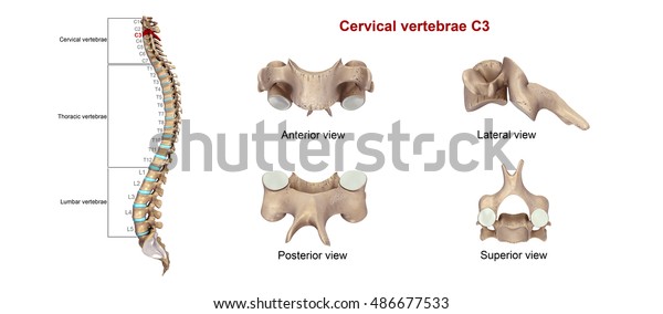 Cervical Vertebrae C3 3d Illustration Stock Illustration 486677533 ...