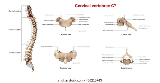 Cervical Vertebrae Chart