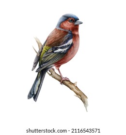 Chaffinch bird realistic watercolor illustration. Hand drawn european small garden and forest avian. Common chaffinch song bird realistic image. Fringilla coelebs male on white background