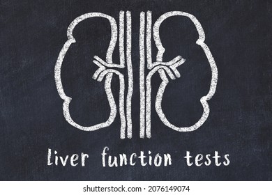 Chalk Drawing Of Human Kidneys And Medical Term Liver Function Tests. Concept Of Learning Medicine.