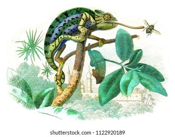 Chameleon, Vintage Engraved Illustration. Natural History From Lacepede.
