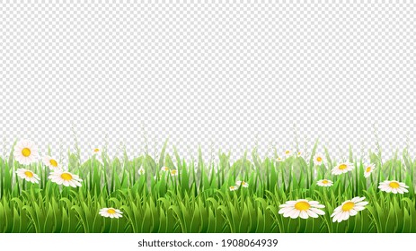 Chamomile Field. Green Grass, Flowers And Herbs Border. Natural Park Or Meadow Isolated On Background. Blossom Lawn Banner