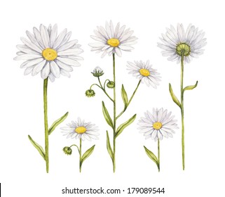 Chamomile Flowers Collection. Watercolor Illustrations