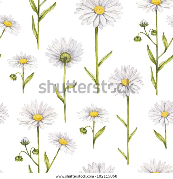 Chamomile Flowers Illustration Watercolor Seamless Pattern Stock