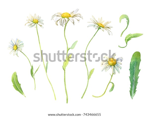 白い背景にカモミールの花と葉 デザイン 装飾 デコパージのセット 水彩植物図 のイラスト素材