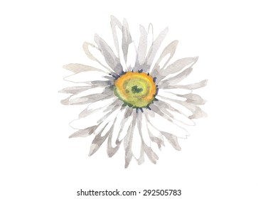 Chamomile Watercolor