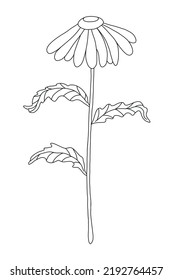 Chamomile, A Wildflower. Outline Drawing With Black Line On White Background, Hand-drawn Illustration.