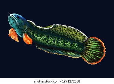 Channa Barca Big Snakehead Fish,channidae Predator Fish,