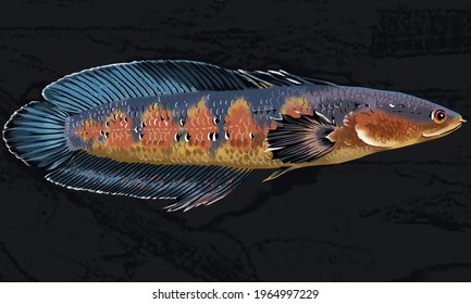 Channa Marulioides,red Sentarum,emperor Snakehead,predator,channidae,exotic Fish