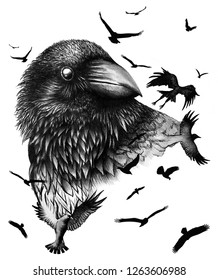 Charcoal crow drawing.Flying birds. Hand drawn raven. - Illustration