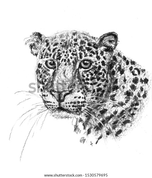 Charcoal Drawing Head Leopard Stock Illustration 1530579695