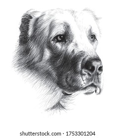 Charcoal Illustration Dog Drawing Illustration