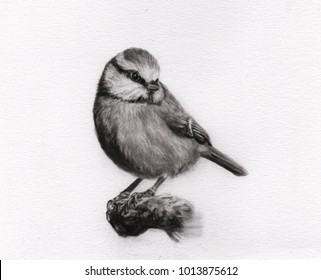 Charcoal Painting Bird On Paper Draw Stock Illustration 1013875612 ...