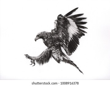  Charcoal painting of eagle on paper 