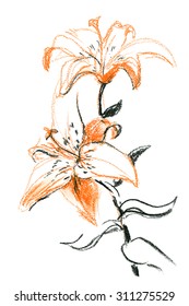 Charcoal and sanguine sketch: Orange lily