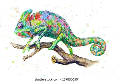 Watercolor Chameleon Images, Stock Photos & Vectors | Shutterstock