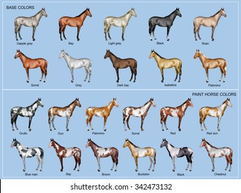 443 Color chart horse Images, Stock Photos & Vectors | Shutterstock