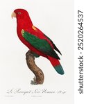 The Chattering Lory, Lorius garrulus by Francois Levaillant. Vintage lory bird art drawing illustration, lory bird old painting art print. Watercolor lory bird and wildlife illustration.