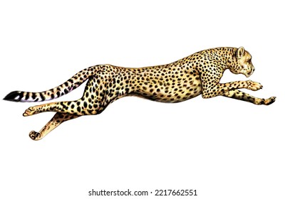 Cheetah Running, Acinonyx Jubatus, Predatory Mammal Of The Cat Family, The Fastest Land Animal, Realistic Drawing, Isolated Image On A White Background