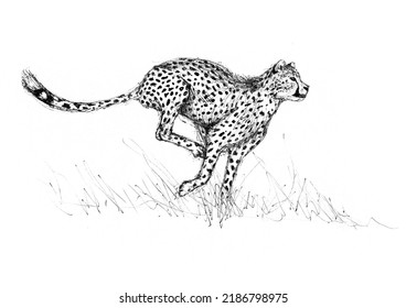 Cheetah Running Left To Right, Pen Sketch