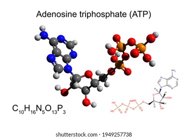 Triphosphates Images, Stock Photos & Vectors | Shutterstock