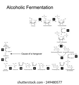 Chemical Scheme Of Alcoholic Fermentation Metabolic Pathway, 2d Illustration On White Background, Raster