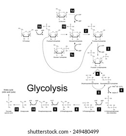 Chemical Scheme Of Glycolysis Metabolic Pathway, 2d Raster On White Background