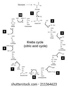 Chemical Scheme Of Krebs Cycle - Tricarboxylic Acid (citric) Cycle, 2d Illustration, Isolated On White Background, Skeletal Style, Raster