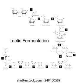 Chemical Scheme Of Lactic Fermentation Metabolic Pathway, 2d Illustration On White Background, Raster