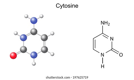 cytosine dna