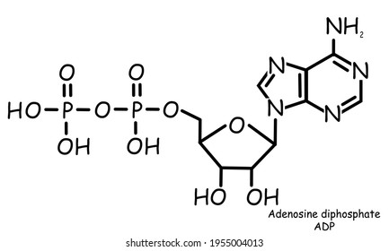 Chemical Structure Template Icon Adenosine Diphosphate Stock ...