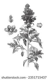 Chenopodium Quinoa - Vintage engraved illustration isolated on white background