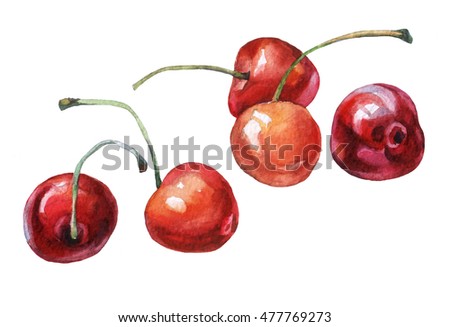 Cherries. Hand drawn watercolor painting on white background.