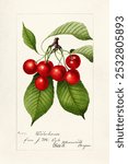 Cherries (Prunus Avium) (1894).  Vintage cherry, berry art drawing, art print, old illustration, cherry and berry painting.