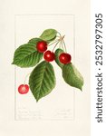 Cherries (Prunus Avium) (1911) by Ellen Isham Schutt.  Vintage cherry, berry art drawing, art print, old illustration, cherry and berry painting.