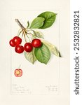 Cherries (Prunus Avium) (1911) by Mary Daisy Arnold.  Vintage cherry, berry art drawing, art print, old illustration, cherry and berry painting.