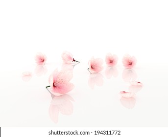 Cherry or almonds blossom, sakura flowers isolated on white background  - Powered by Shutterstock