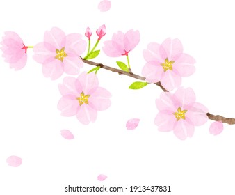 Cherry Blossom Branch Watercolor Texture