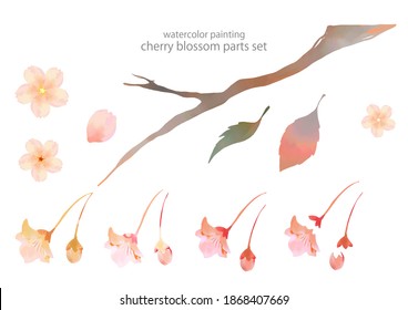 Cherry Blossom Parts Set, Watercolor Illustration
