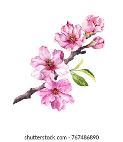 Cherry Blossom, Sakura Flowers In Spring Time. Watercolor Twig