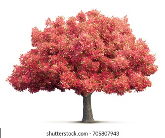 Cherry Blossom Tree Isolated 3D Illustration