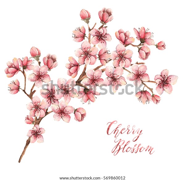 桜 水彩イラスト 春の花 花 カード 異なるエレメント 手作り のイラスト素材