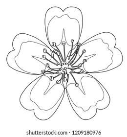 Cherry Blossoms Coloring Book Stock Illustration Stock Illustration ...