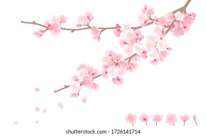 747,663 Cherry blossom branches Images, Stock Photos & Vectors ...