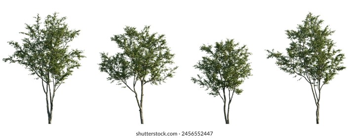 Cherry fruit trees frontal set street summer tree medium and small isolated white background perfectly cutout (Prunus cerasus, Prunus avium)