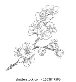 Cherry Sakura Flower Hand Drawing Stock Illustration 1553847596 ...