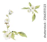 Cherry sakura white flower and bud on stems, hand drawn in watercolor, apple blossom early spring wildflower botanical illustration. Isolated corner frame, for wedding, florist shop, scrapbooking