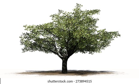 cherry tree - isolated on white background